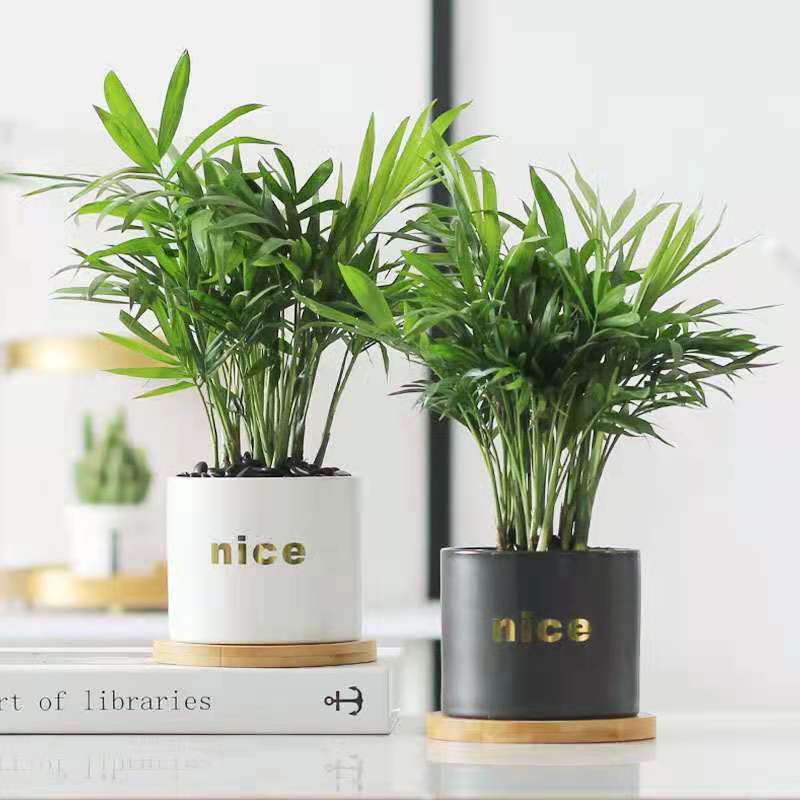 袖珍椰子绿植创意办公室办公桌面小盆栽室内净化空气耐阴植物好养
