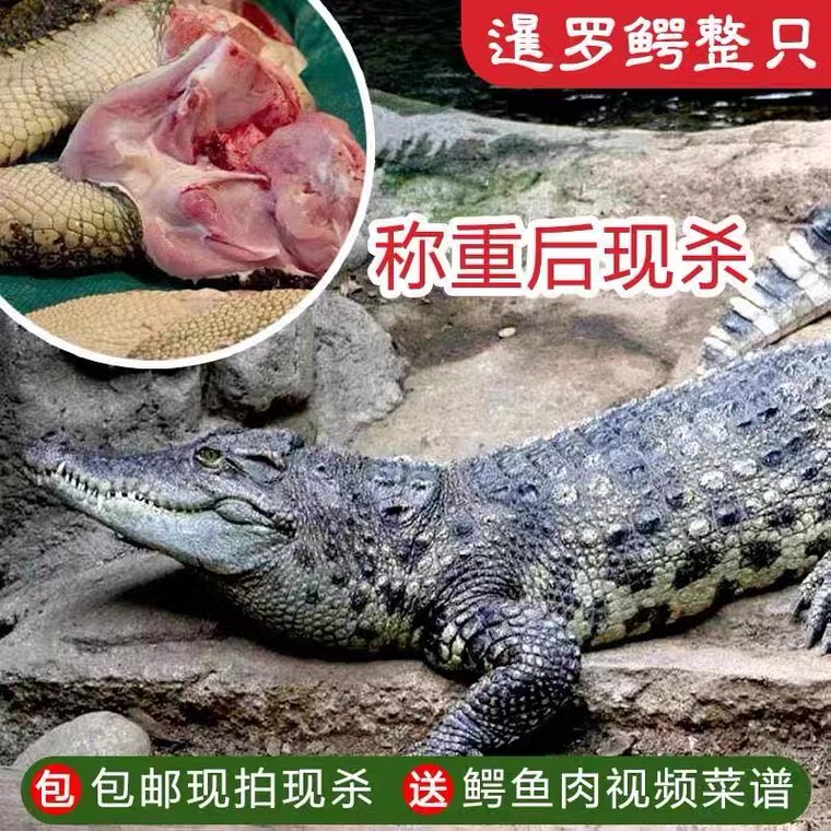新鲜鳄鱼肉 整只现杀 人工养殖暹罗鳄  20斤整条 包邮
