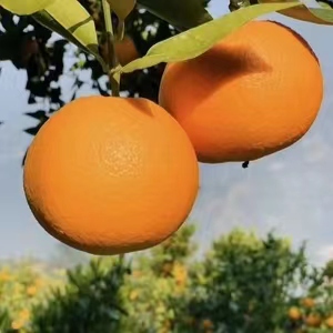 四川青见果冻橙当季8斤新鲜水果应季时令橘子桔子橙5斤整箱包邮