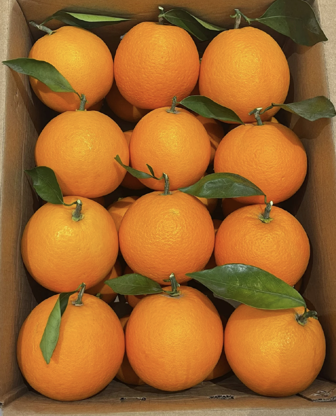 橙子超甜自家种植网红橙子无籽橙子超级好切