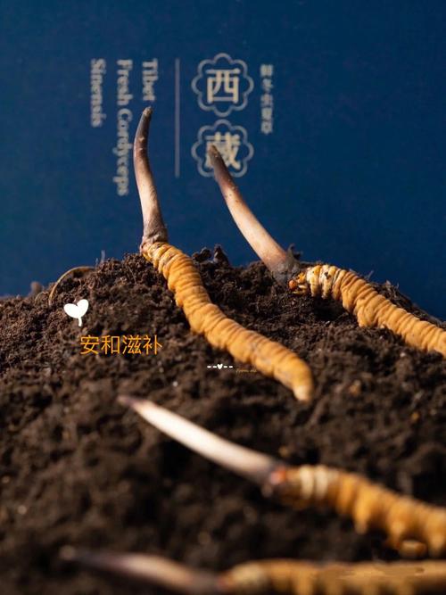中国西藏 青藏高原世界屋脊之称 野生高原草原冬虫夏草