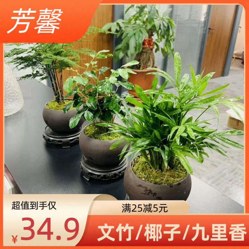 芳馨花花小店——文竹/椰子/九里香 任选两盆只需39.9，净化空气，三款包活一个月，后续靠自己养护！