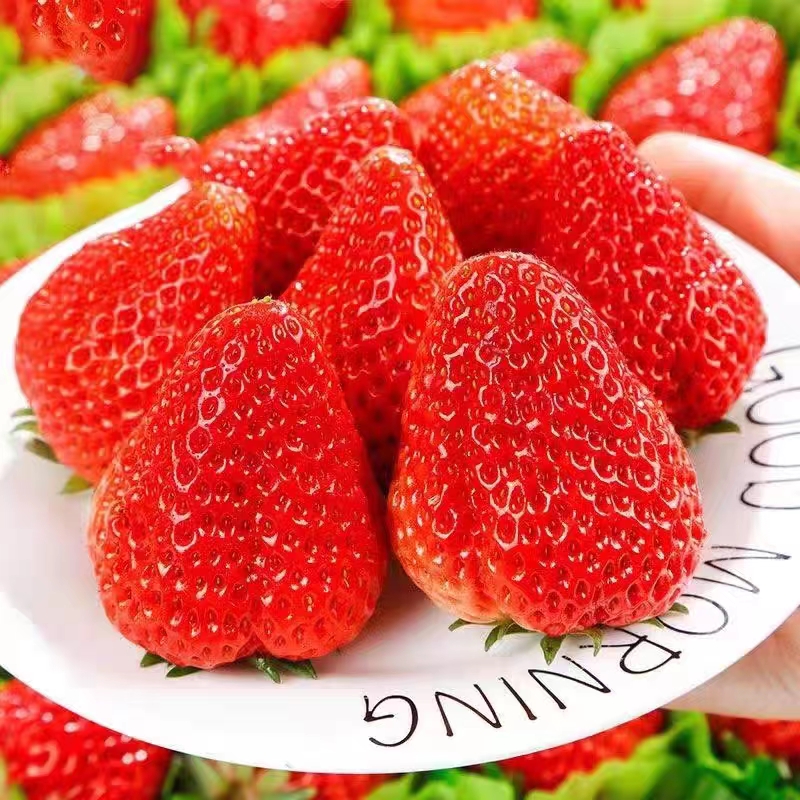 【当天发货】现摘红颜99奶油草莓大草莓甜新鲜孕妇水果6斤装空运