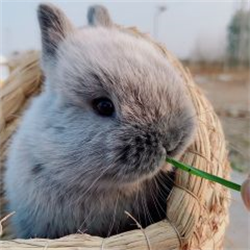 兔子宠物纯种小型侏儒兔兔小体垂耳兔活物盖脸猫猫兔迷你视频挑选