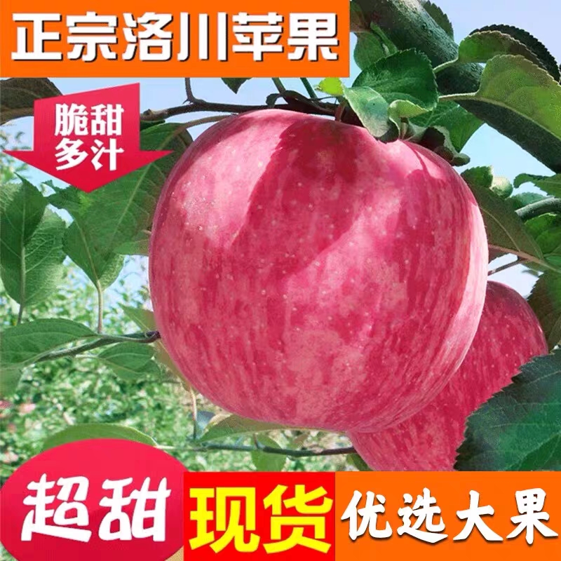 洛川苹果正宗特级陕西洛川红富士苹果冰糖心脆甜新鲜水果整箱10斤