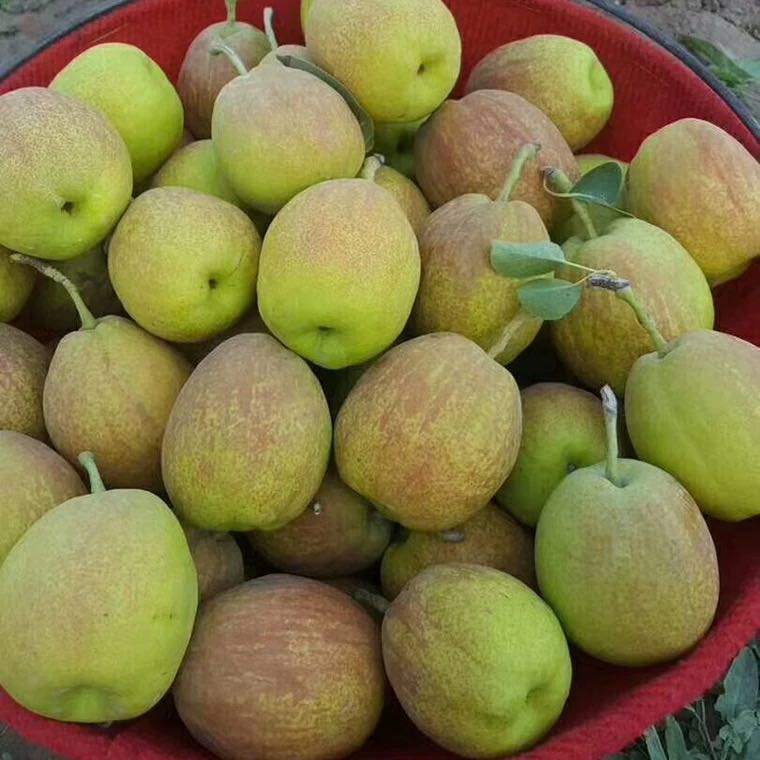 新疆正宗库尔勒小香梨全母梨10斤特产新鲜孕妇水果当季整箱包邮