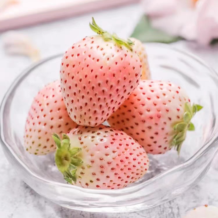 【女神礼物】淡雪草莓奶油白草莓新鲜现摘当季孕妇高档水果顺丰