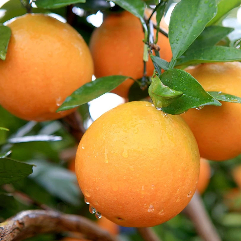 新鲜夏橙子脐橙应季水果薄皮整箱批发非冰糖橙赣南脐橙