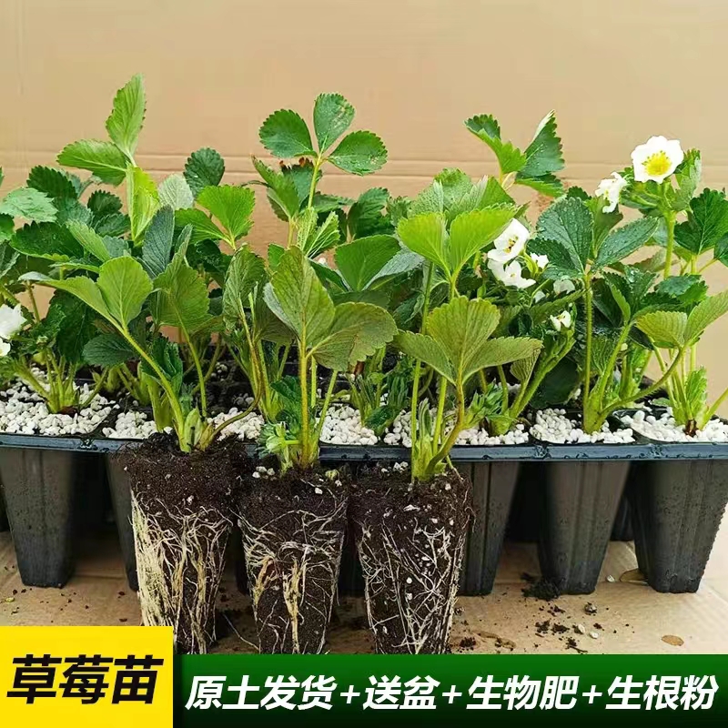 奶油草莓苗盆栽四季结果带盆带土室内外种植苗桃薰淡雪天使草莓秧