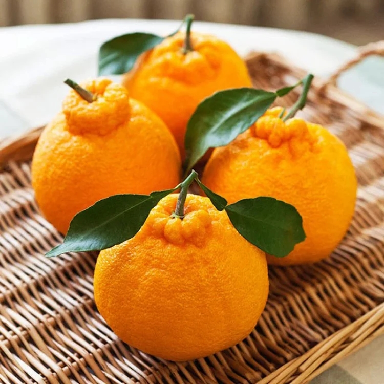 橘子是一种酸的水果，能做果汁，也可以做饮料。