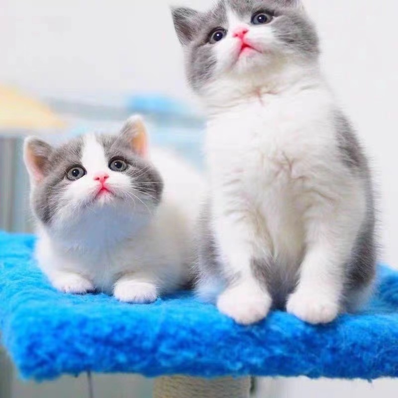 纯种英短蓝白猫活体英短猫幼猫曼基康矮脚猫活物宠物猫咪幼崽猫舍