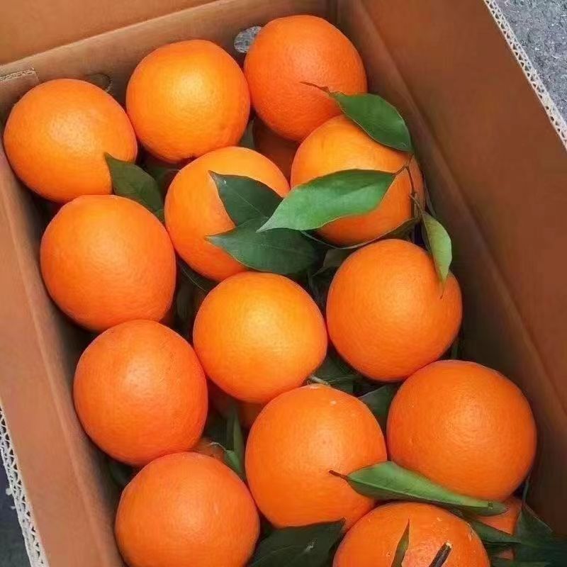 新鲜应季水果广西夏橙大果多汁纸箱奶茶店榨汁酸甜橙子果园直发