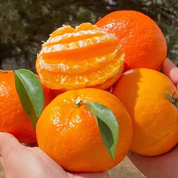 【云南果冻柑】云南无核沃柑果冻橙沃柑新鲜水果好吃的柑橘 让你吃一口就会爱上
