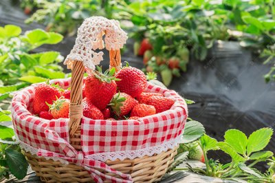 【正宗红颜奶油草莓】奶油草莓是以奶油，草莓为主料制作的药膳。菜品特色一道常见的饭后甜点，