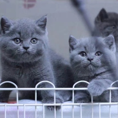 纯种英短蓝猫活体蓝白猫幼崽矮脚猫小猫咪活物宠物猫咪英国短毛猫