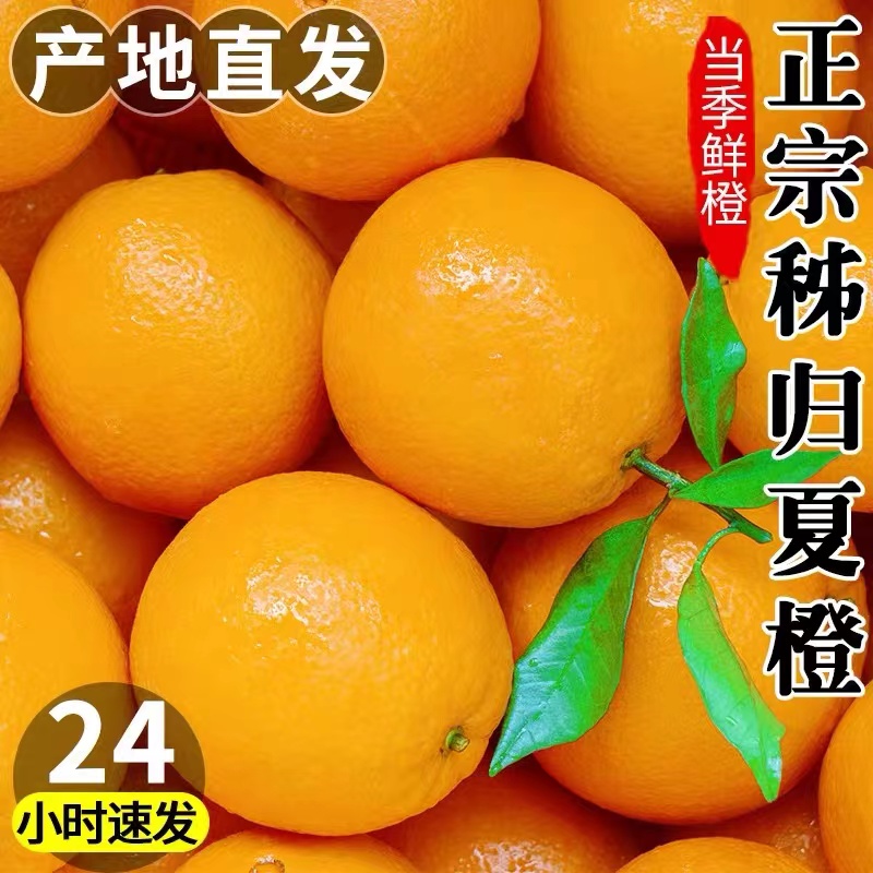 湖北新鲜橙子10斤新鲜水果整箱当季手剥橙子果冻甜橙子
