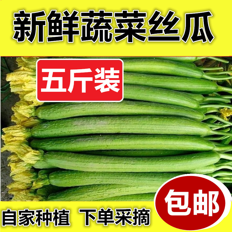 新鲜脆甜丝瓜，营养美味