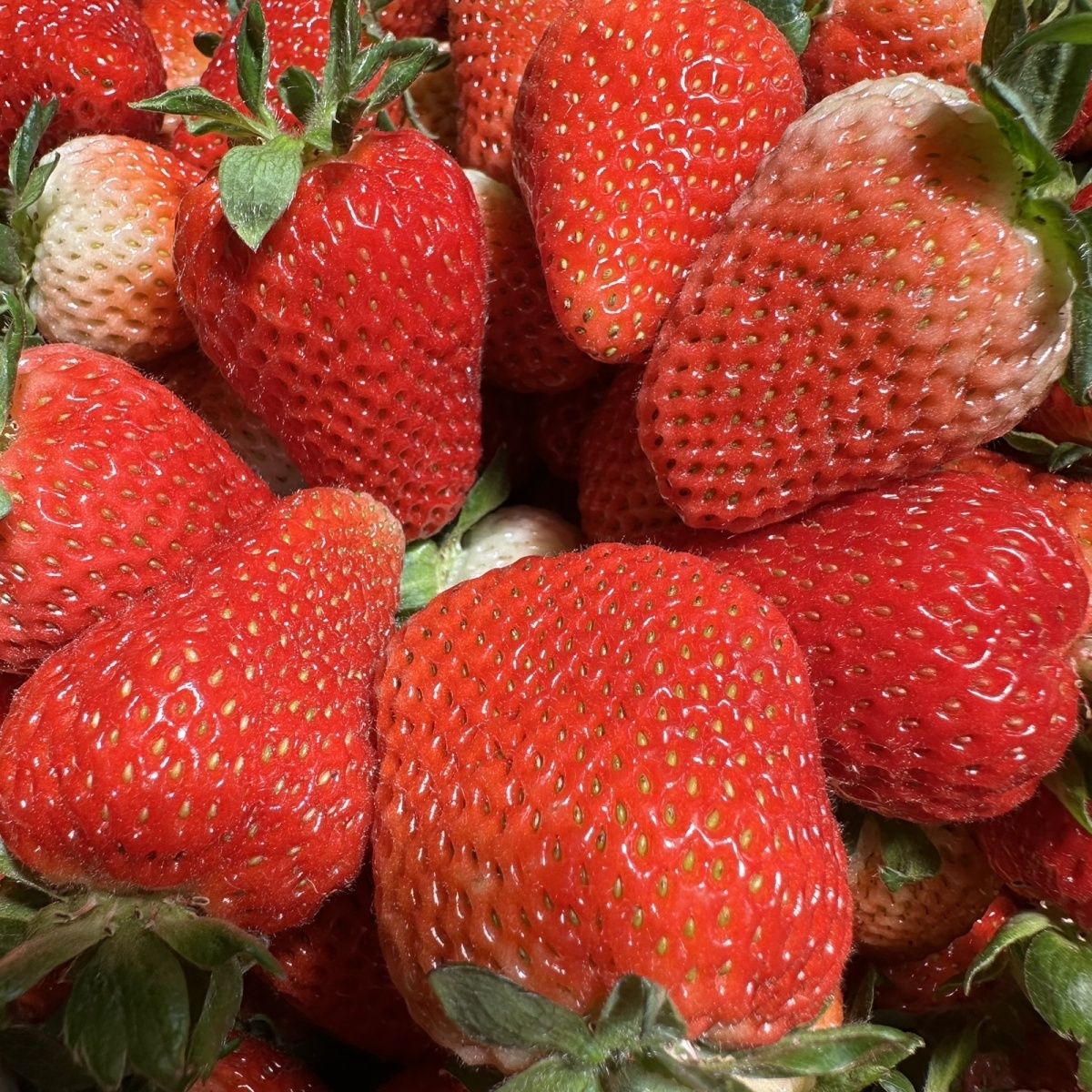 草莓新鲜现摘冷饮奶茶草莓整箱批发价10斤糖葫芦烘培酸甜草莓商用