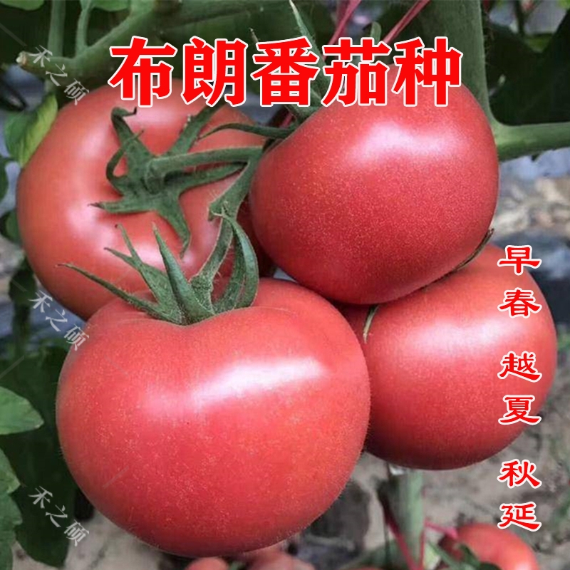 布朗番茄种子番茄苗子进口高产粉红大果不裂果耐热抗病毒西红柿种