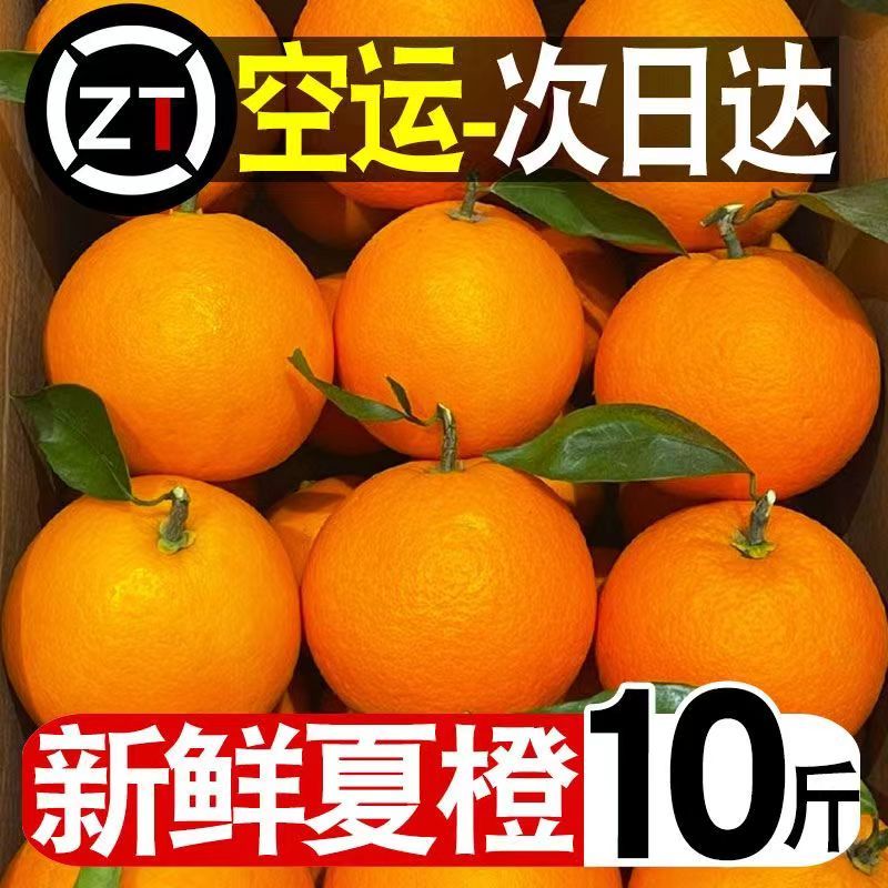 新鲜夏橙应季水果甜橙子手剥橙子橙子大果超大整箱商用批发