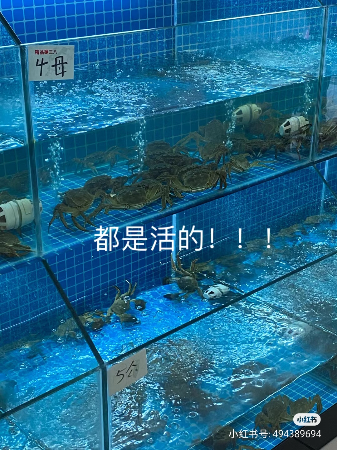 深海螃蟹