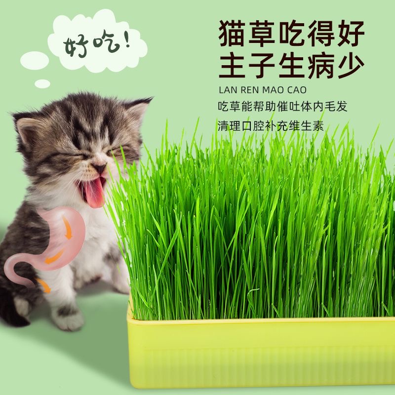 水培盒猫草套装 水培盒+20包种子 清新绿