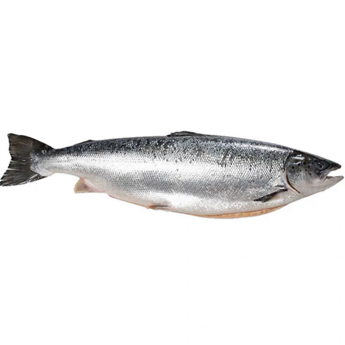 挪威进口冰鲜三文鱼一整条卖新鲜三文鱼可刺身寿司生鱼片即食水产