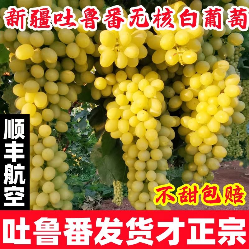 新疆无核白葡萄新鲜青提子应当季水果吐鲁番马奶子葡萄无籽顺丰
