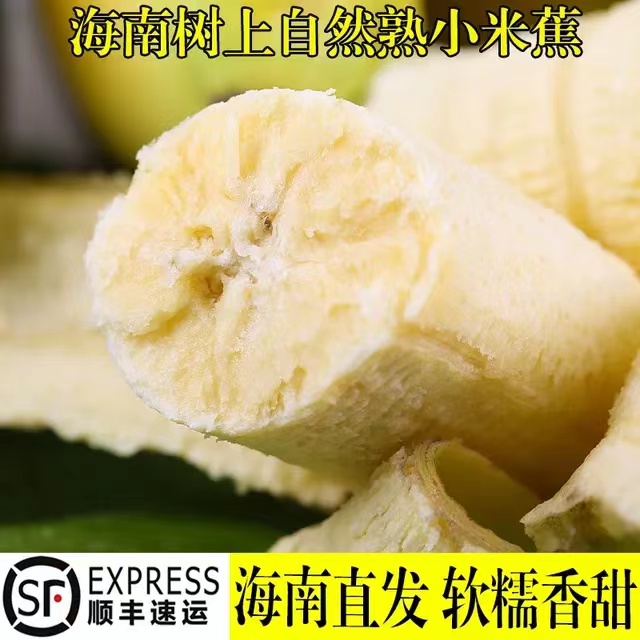 海南树上自然熟小米蕉多汁送礼低价包退顺丰速发