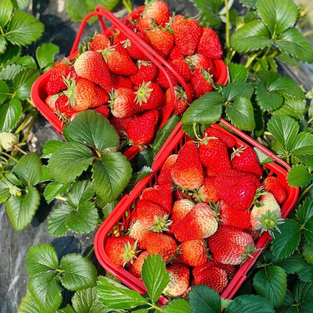 云南双流商用红颜草莓烘焙蛋糕糖葫芦果茶专用草莓新鲜包邮到家整箱
