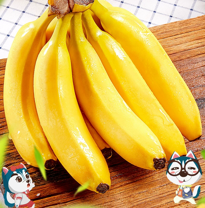 云南高山香蕉9斤新鲜当季