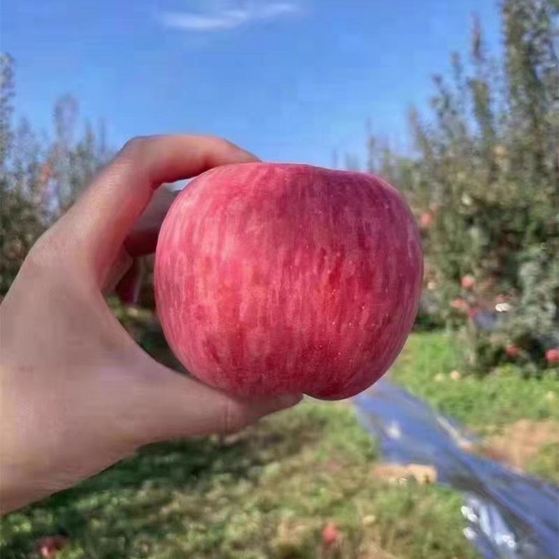   新鲜水果苹果洛川红富士苹果当季高原冰糖心现摘包