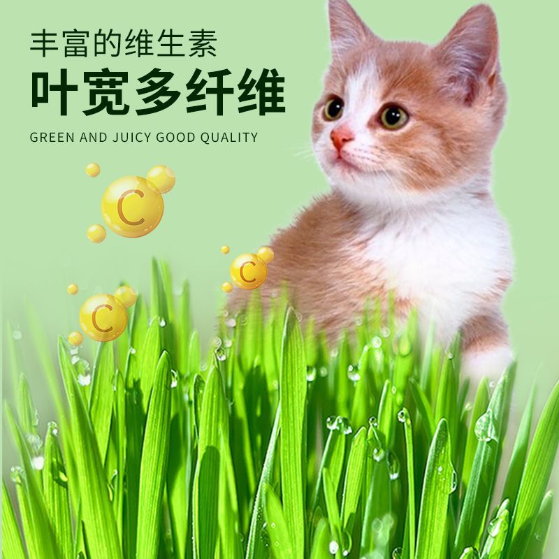 猫草盆栽小麦种子粒土培懒人成猫幼猫去毛球化毛零食水培猫咪用品