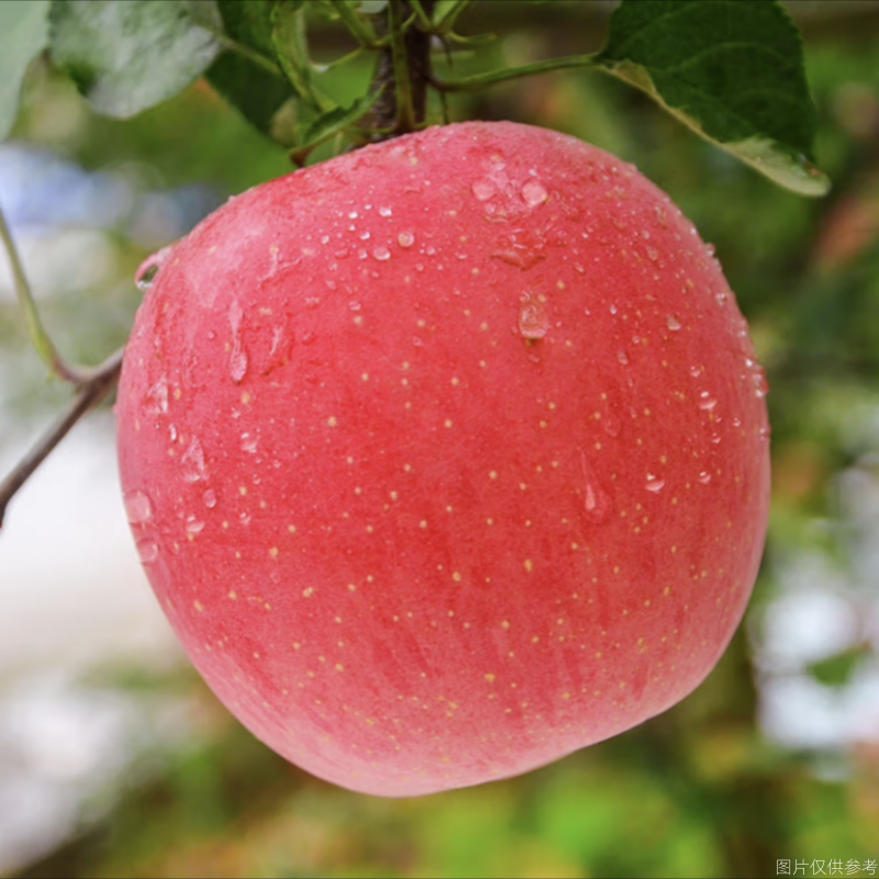 山东红富士苹果冰糖心新鲜水果批发应季水果10斤整箱脆甜