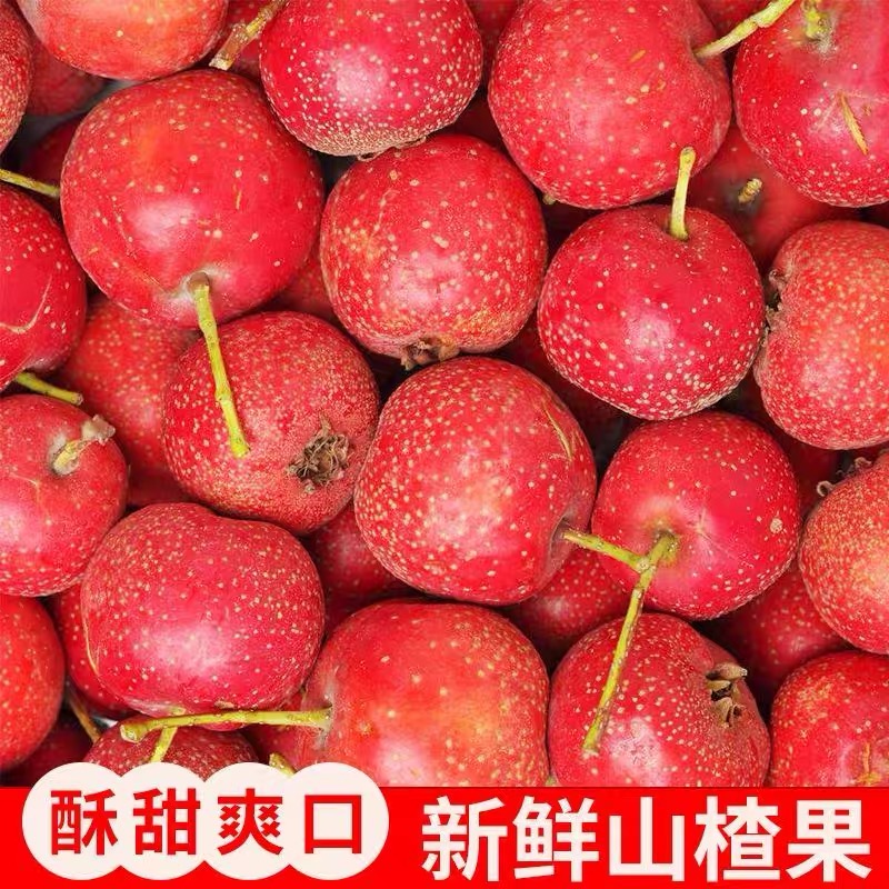 新鲜山楂果5斤装水果现摘现发特级大果食用