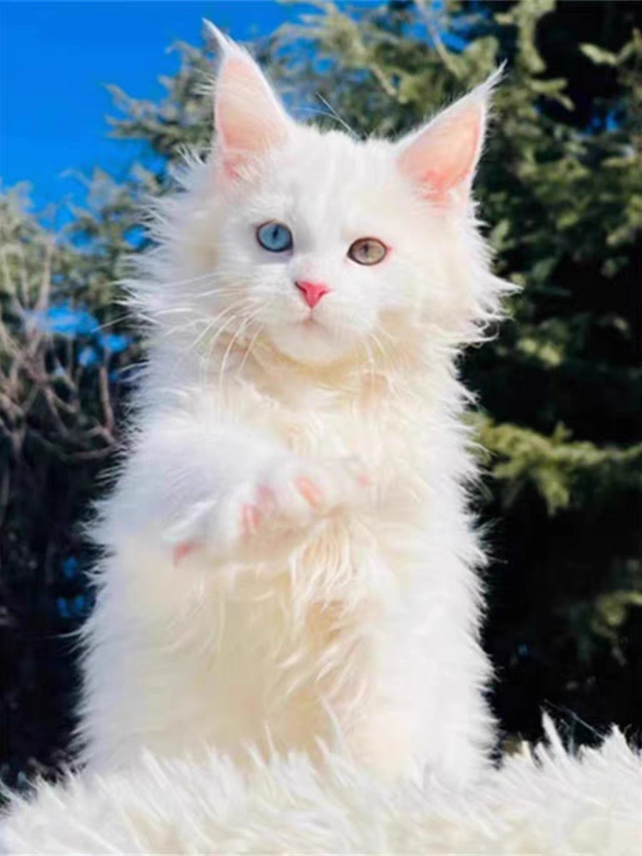 缅因猫幼猫纯种巨型猫红虎斑俄罗斯赛级银虎斑宠物猫幼崽异瞳猫咪