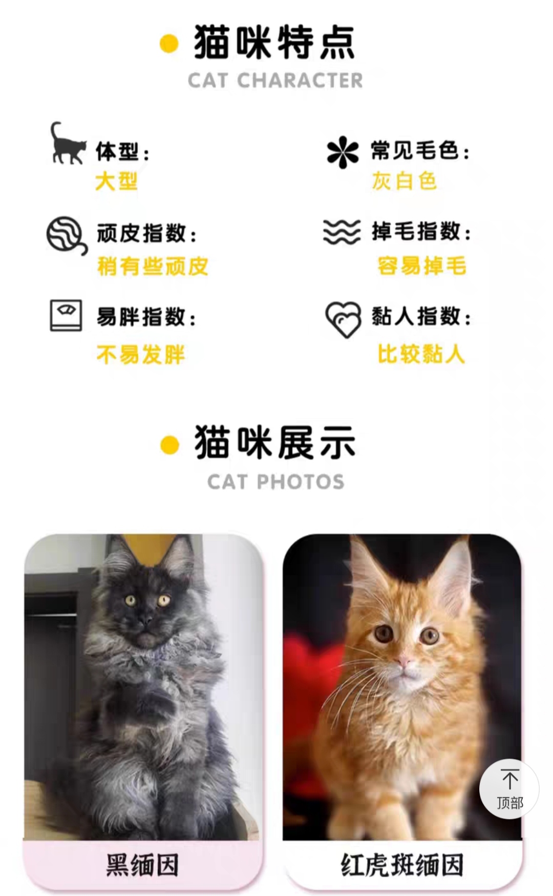 缅因猫幼猫纯种巨型猫红虎斑俄罗斯赛级银虎斑宠物猫幼崽异瞳猫咪