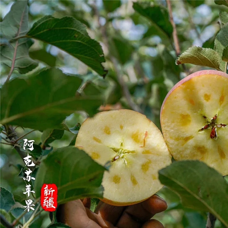 新疆阿克苏苹果新疆本地水果好吃不贵纯天然无农药（新疆包邮）