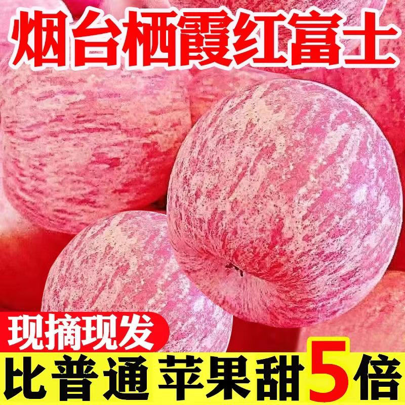 【超脆甜】正宗山东烟台栖霞红富士苹果当季新鲜水果冰糖心丑苹果