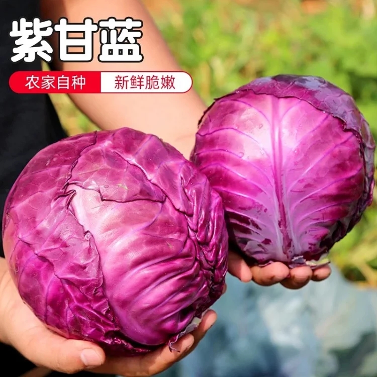 【新鲜紫甘蓝】初级农产品寿光新鲜紫甘蓝蔬菜菜紫椰菜紫包菜紫白菜5斤包邮