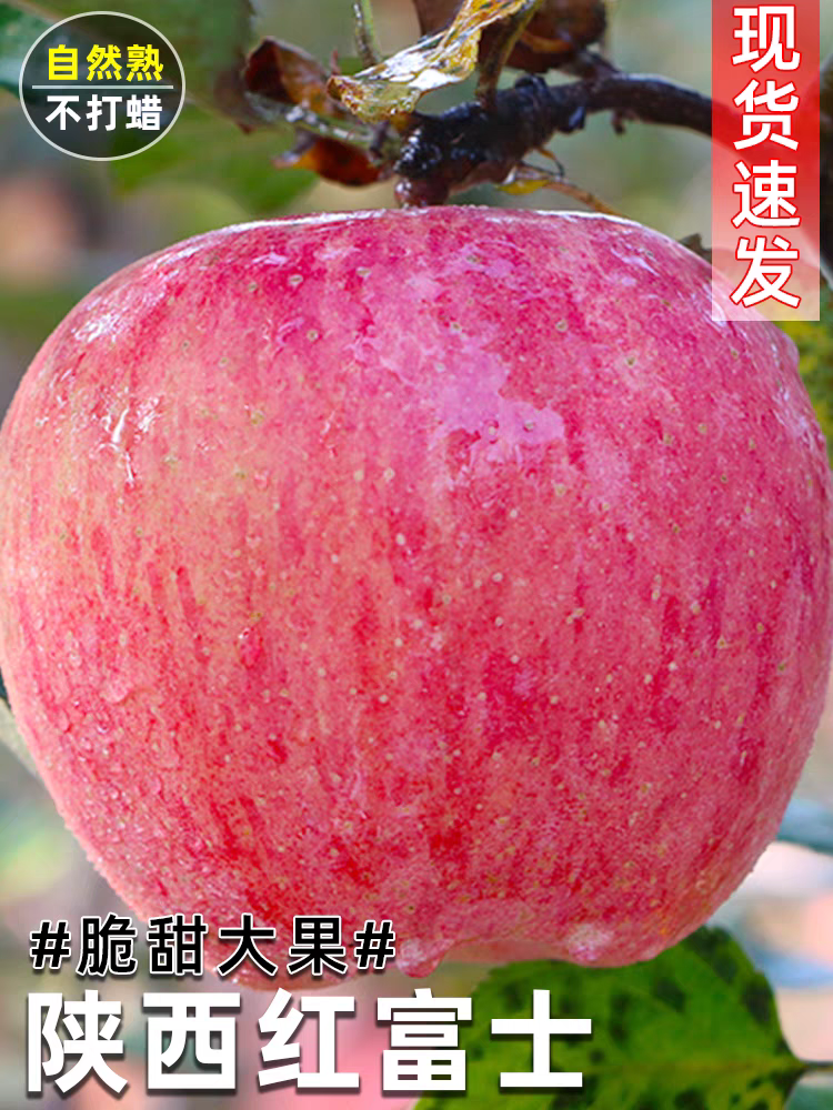 陕西红富士香甜脆口苹果