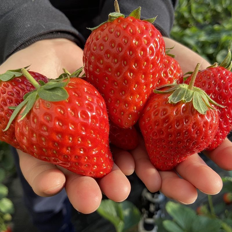 现摘草莓新鲜牛奶草莓甜草莓大草莓非丹东九九草莓商用草莓