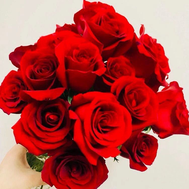 红玫瑰卡罗拉！超级美！花苞大！最美红玫瑰鲜花 云南鲜花