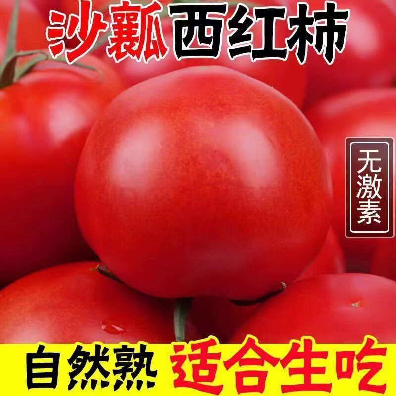 沙瓤甘肃普罗旺斯西红柿