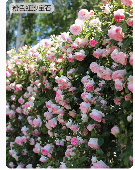 月季爬墙藤本花苗粉色龙沙宝石蓝色阴雨佛罗伦蒂娜庭院玫瑰盆栽苗