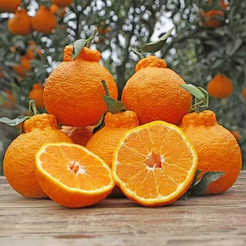 四川丑橘不知火丑橘新鲜8斤整箱水果当季粑粑丑八怪柑橘耙耙桔子5斤